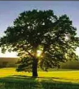 Portrait von Claude Magnin