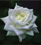 Portrait von Norbert Schroeder