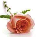 Portrait von Benoît Sauber