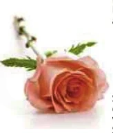 Portrait von Nicole Celotto